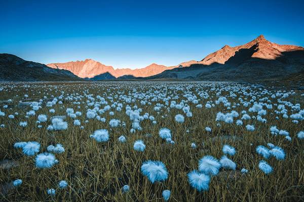 Fiori estivi con sfondo il Ghiacciaio Presena 